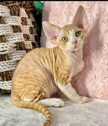 Devon-Rex-Kätzchen