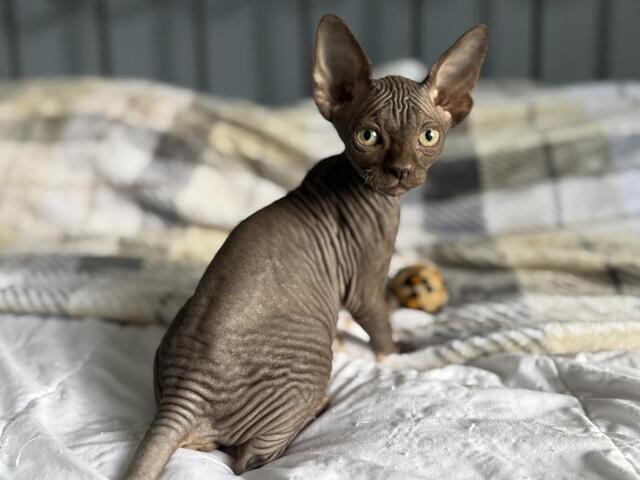 Sphynx-Kätzchen