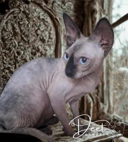 Sphynx-Kätzchen zu verkaufen