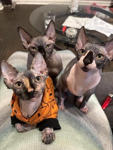 SPHYNX-KÄTZCHEN