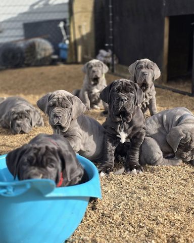 Neapolitanischen Mastiff-Welpen