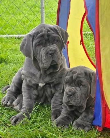 Neapolitanischen Mastiff-Welpen