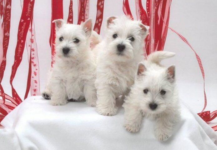 Reinrassige West Highland White Welpen