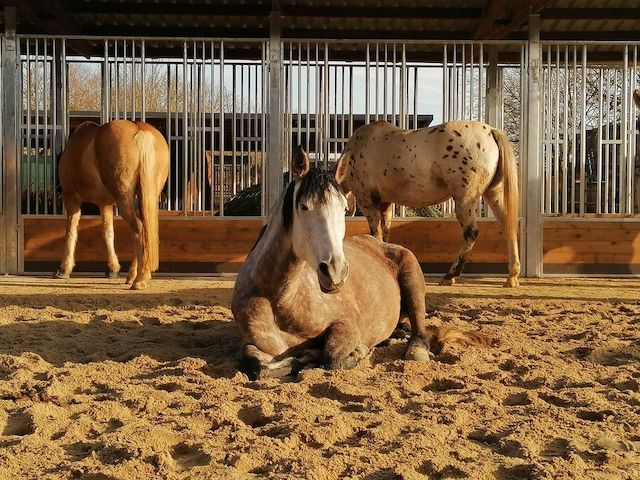 Heuraufe & Futterraufe für Pferde | Fressgitter für Offenstall & Paddock