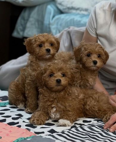 Maltipoo-Welpen (Teacup-Größe) suchen ein neues Zuhause.