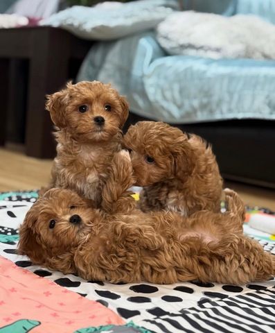 Niedliche Maltipoo-Welpen suchen ein neues Zuhause.