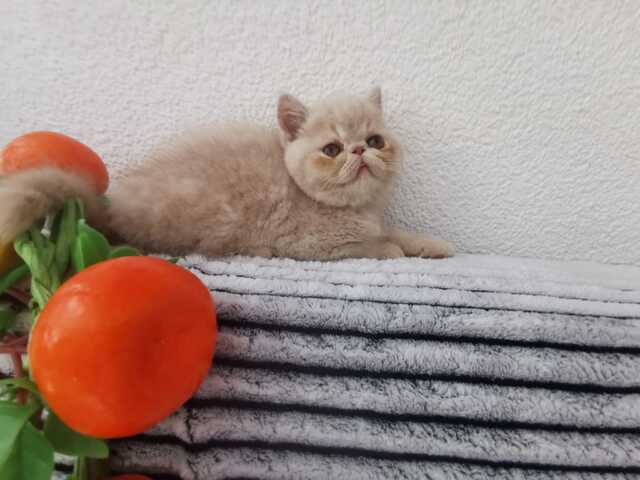 Exotic-Shorthair-Junge sucht liebevolles Zuhause 🐾
