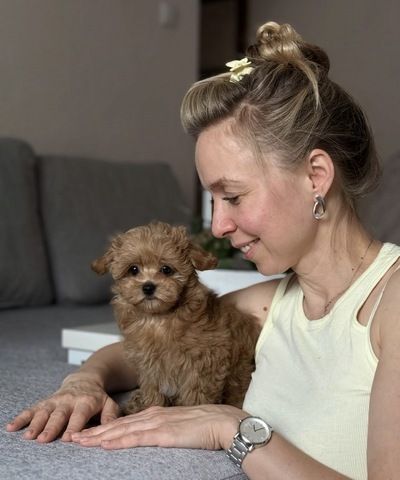 Zwei männliche Maltipoo-Welpen abzugeben.