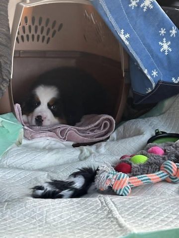 ‎Australische Schäferhundwelpen zu verkaufen