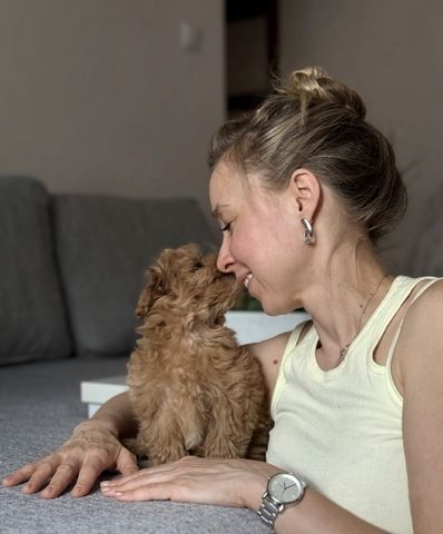 Gesunde Maltipoo-Welpen suchen ein neues Zuhause.