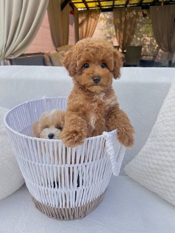 ‎Maltipoo-Welpen suchen ein liebevolles Zuhause 🐾