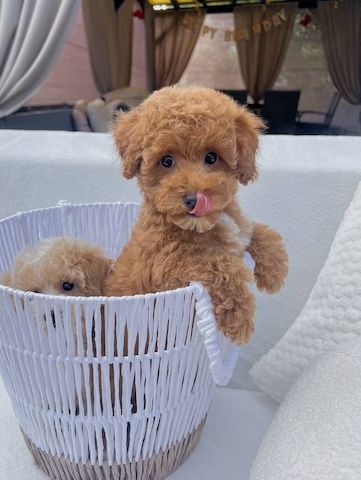 ‎Maltipoo-Welpen suchen ein liebevolles Zuhause 🐾