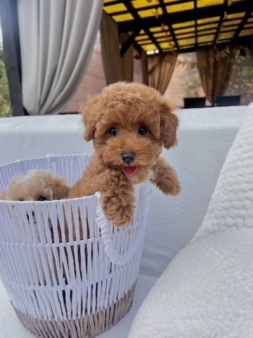 ‎Maltipoo-Welpen suchen ein liebevolles Zuhause 🐾