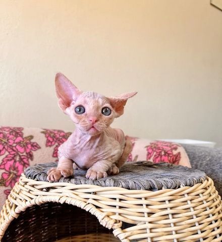 Devonshire-Katzen