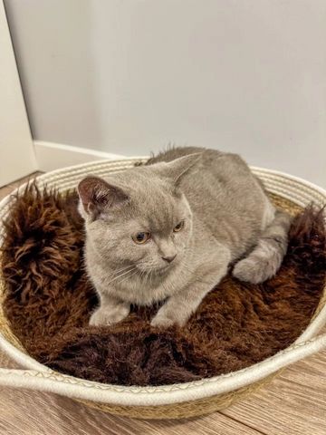 Katzenbetten aus natürlichem Schaffell, Premium