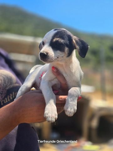 Welpe Pippa