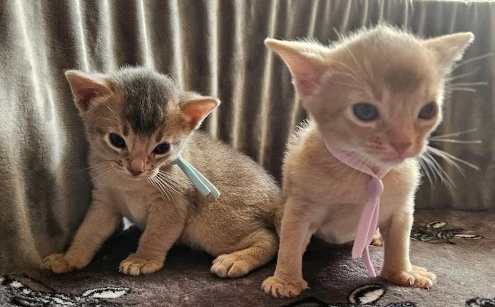 🐾 Wunderschöne Abessinier-Kätzchen suchen ein liebevolles Zuhause für immer 🐾✨
