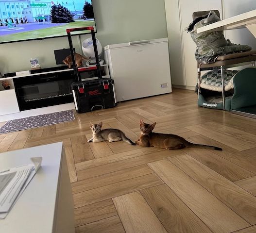 🐾 Wunderschöne Abessinier-Kätzchen suchen ein liebevolles Zuhause für immer 🐾✨