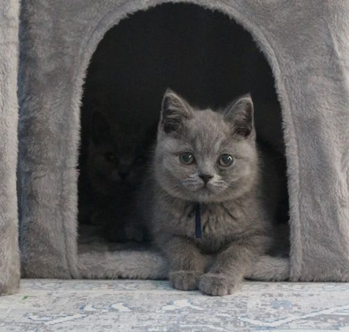 Britisch-Kurzhaar-Katze