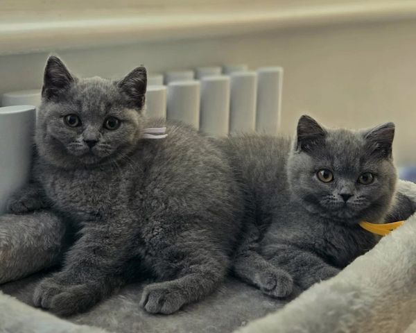 Britisch-Kurzhaar-Kitten Paderborn