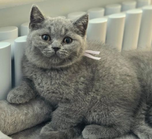 Britisch-Kurzhaar-Katze