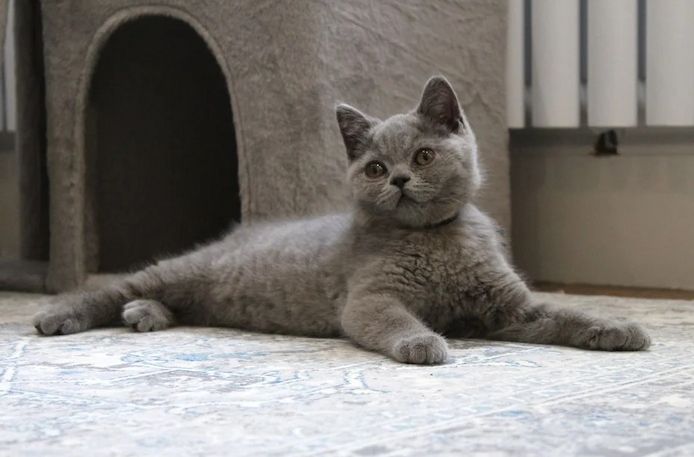 wunderschöne Britisch-Kurzhaar-Katze