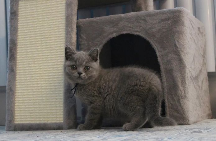 wunderschöne Britisch-Kurzhaar-Katze