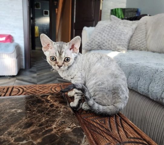 Devon-Rex-Kätzchen