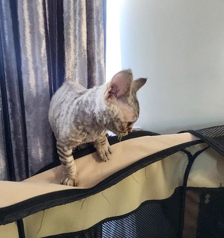 Devon-Rex-Kätzchen