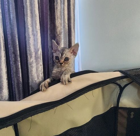 zwei Devon-Rex-Kätzchen