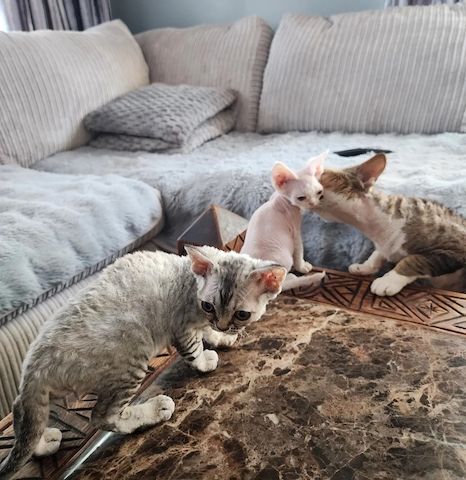 Devon-Rex-Kätzchen