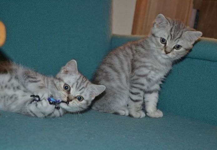 Scottish-Fold-Kätzchen