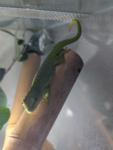 Phelsuma Grandis / Madagaskar Taggecko Nachzuchten