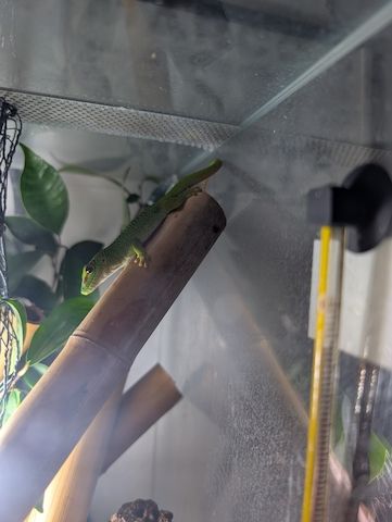 Phelsuma Grandis / Madagaskar Taggecko Nachzuchten