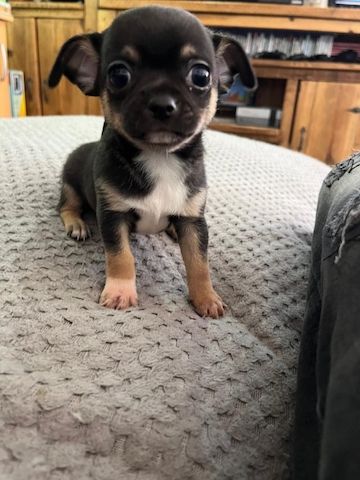 Chihuahuas