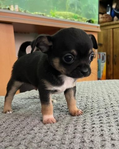 Chihuahuas