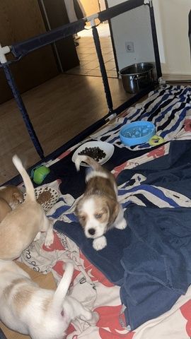Wir suchen eine Familie