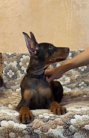 🐾 **Typvolle Dobermann-Welpen suchen ein liebevolles Zuhause** 🐾
