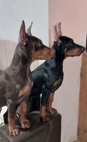 🐾 **Typvolle Dobermann-Welpen suchen ein liebevolles Zuhause** 🐾