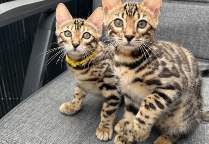 Pedigree Bengal kittens ready now Business whatsapp contact: +37258421245