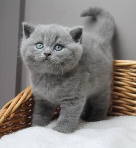 British shorthair kittens Business whatsapp contact: +37258421245