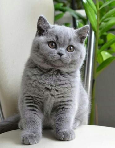 British shorthair kittens Business whatsapp contact: +37258421245