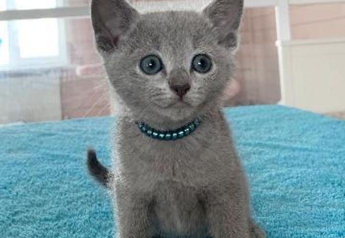 Cute Russian blue kittens Business whatsapp contact: +37258421245