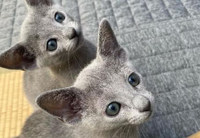 Cute Russian blue kittens Business whatsapp contact: +37258421245