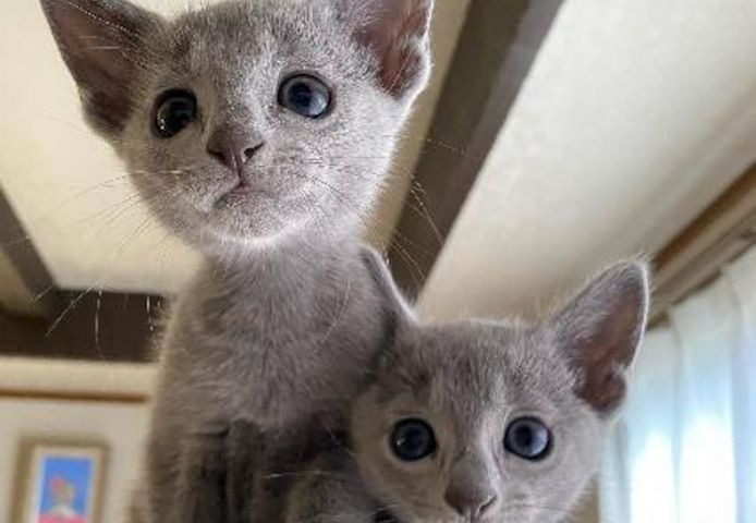 Cute Russian blue kittens Business whatsapp contact: +37258421245