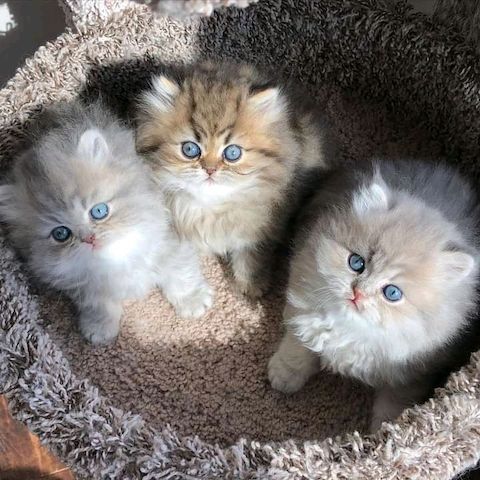 Gorgeous full persian kittens Business whatsapp contact: +37258421245