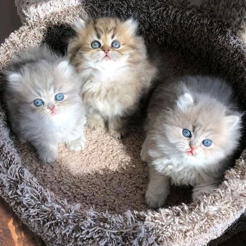 Gorgeous full persian kittens Business whatsapp contact: +37258421245