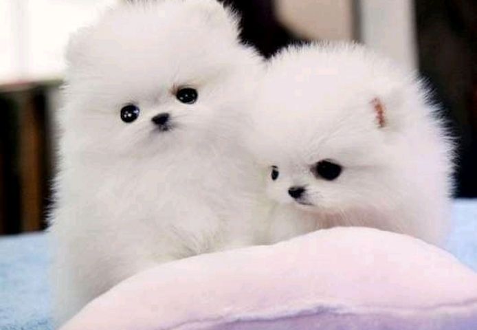 2 beautiful Pomeranian puppies. Business whatsapp contact: +37258421245
