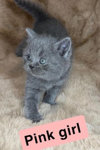 🐾 Wunderschöne Britisch-Kurzhaar-Kätzchen suchen ein liebevolles Zuhause 🐾