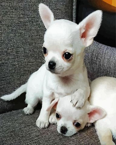 Chihuahua Welpen – WhatsApp: +44 7469 456352